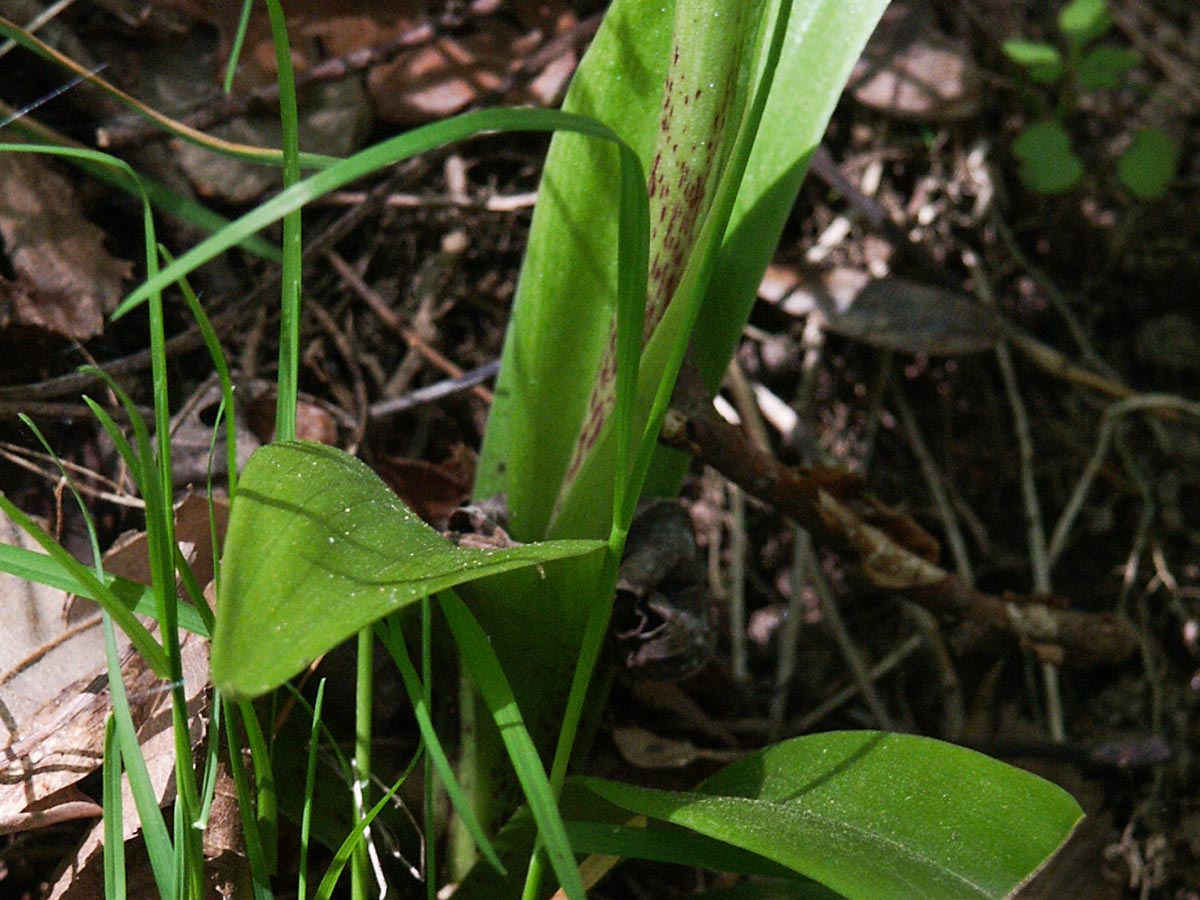 St&auml;ngelbasis, Bl&auml;tter